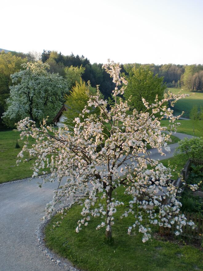 weißer Traum