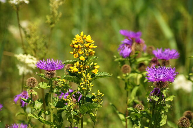 Blick in die bunte Sommerwiese