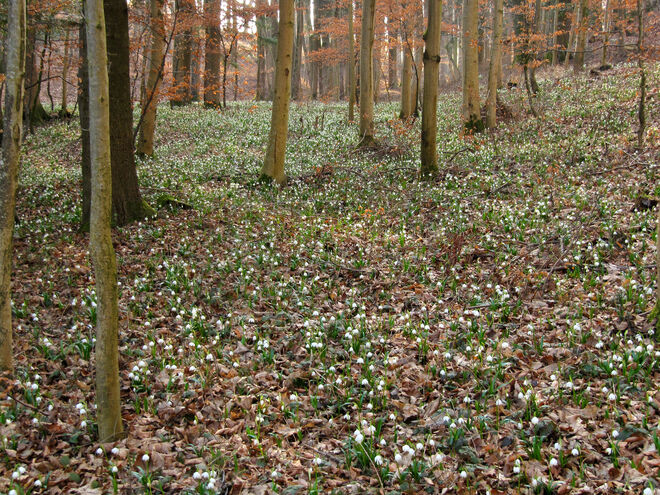 Ohrenbetäubendes Läuten