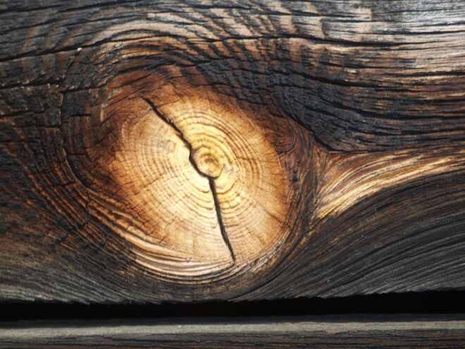 "Holzauge"