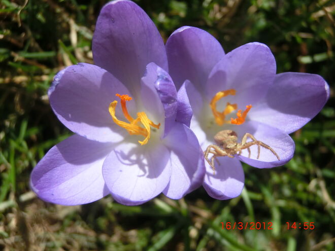 Spinne im Krokus