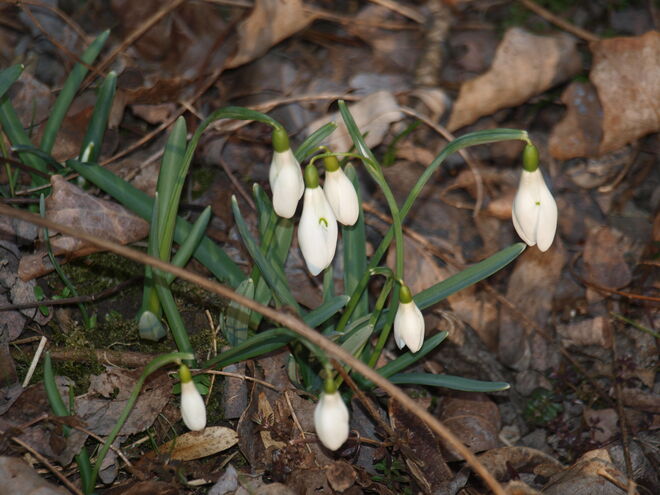 Frühling