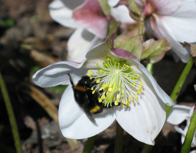 Frühling