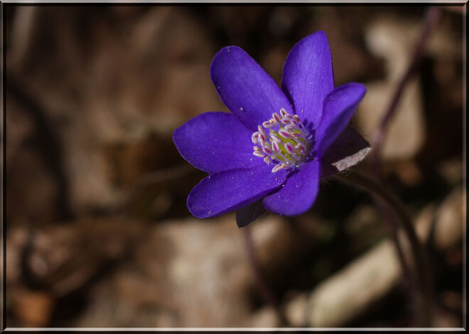 Leberblümchen