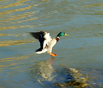 Anflug...