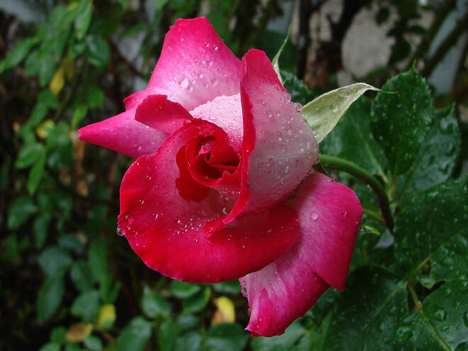 Rose - die Königin der Blumen