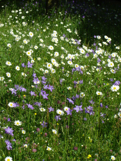 Blumenwiese