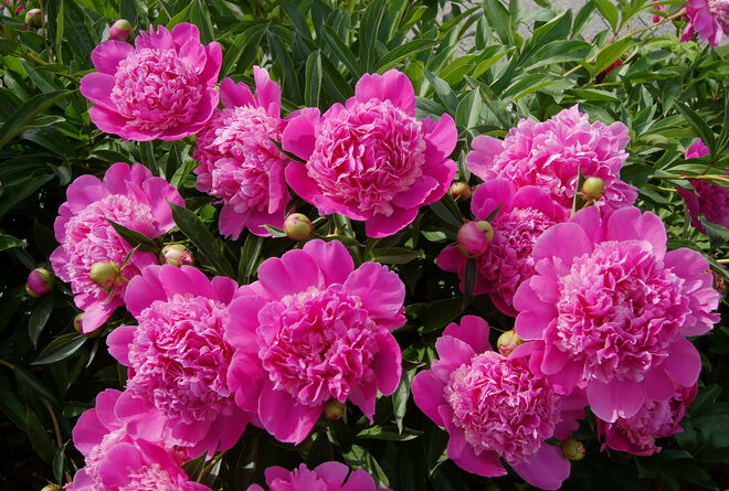 Herrliche Pfingstrosen in der Farbe und im Duft