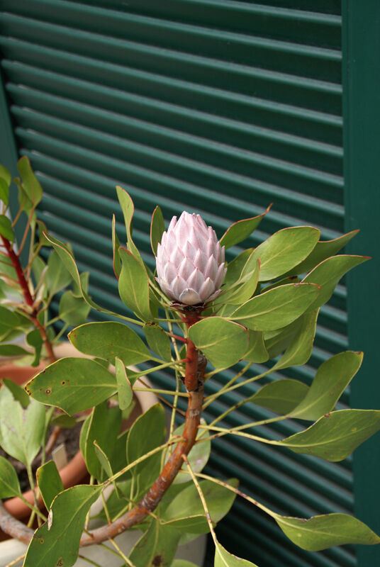 Protea