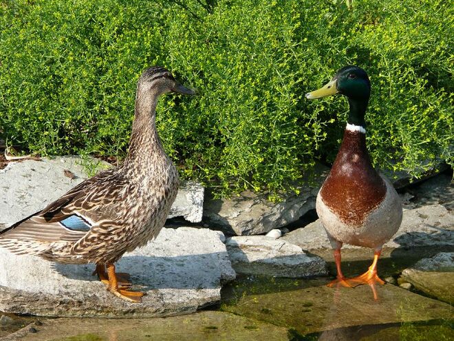 Ente x 2
