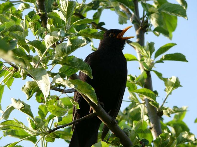 Amsel beim Songcontest