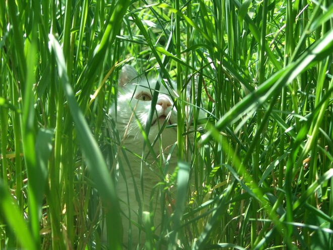 Raubkatze im heimischen Garten