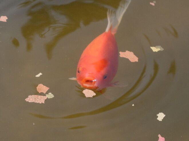 Schnappfisch