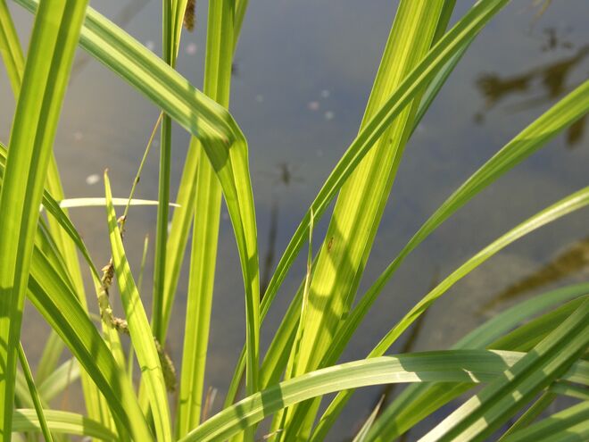 Schilf im Licht