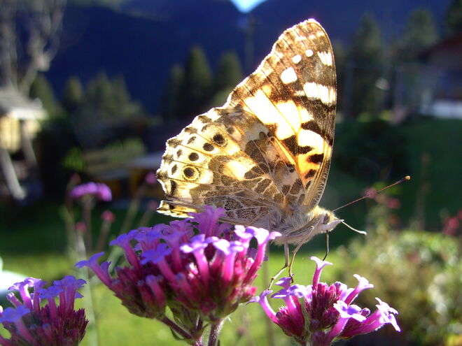 Schmetterling