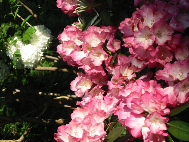 in voller Blüte