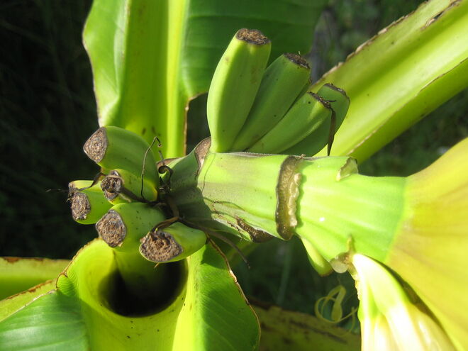 Bananenbaum mit Minibananen