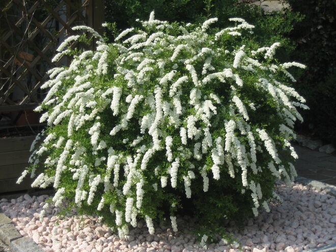 Voll in Blüte
