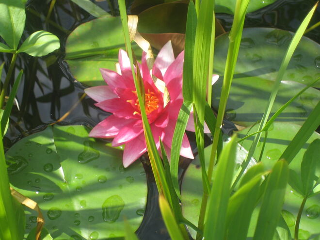 Seerose
