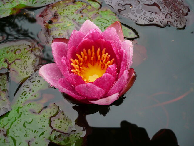 Seerose