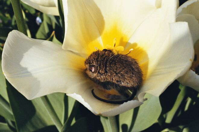 Blumenmaus/Mäuseblume