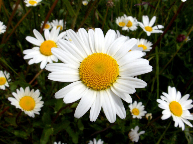 Naturblüten