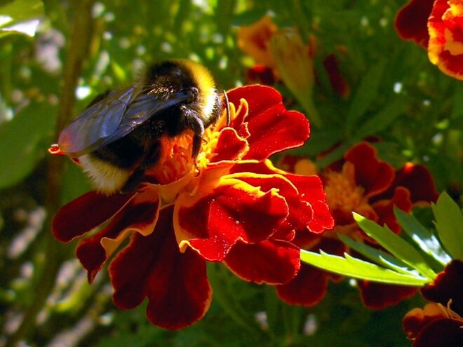 Hummel bei der Arbeit