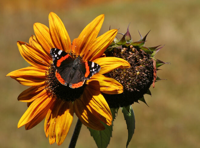 Schmetterling macht sich auf Sonnenblume breit