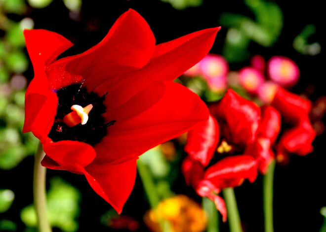 Ein Traum von einer Tulpe