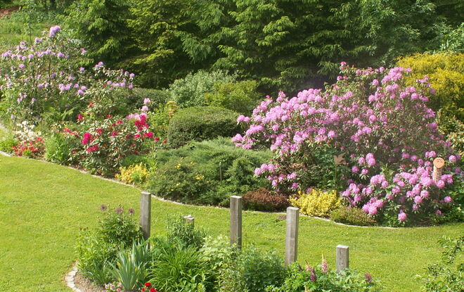 Rhododendronblüte