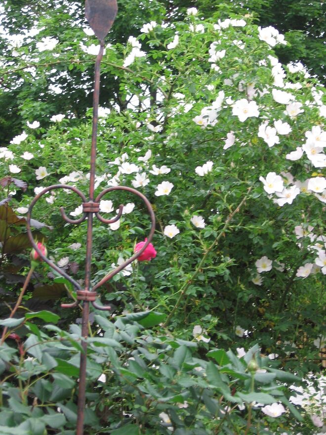Rosenblüte