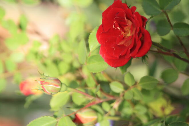 Rosen im Abendlicht