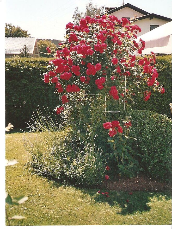 Rosengarten!