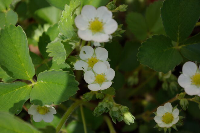 Erdbeeren