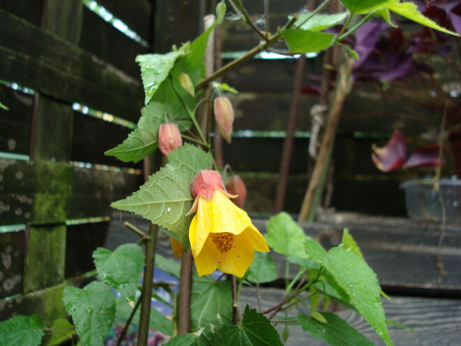 Abutilon Kentish bell