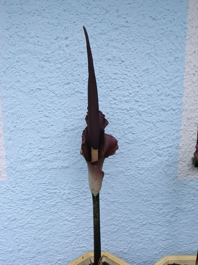 Gartenpflanze