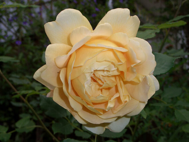 Englische Rose