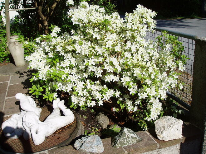 Azalee im Frühling