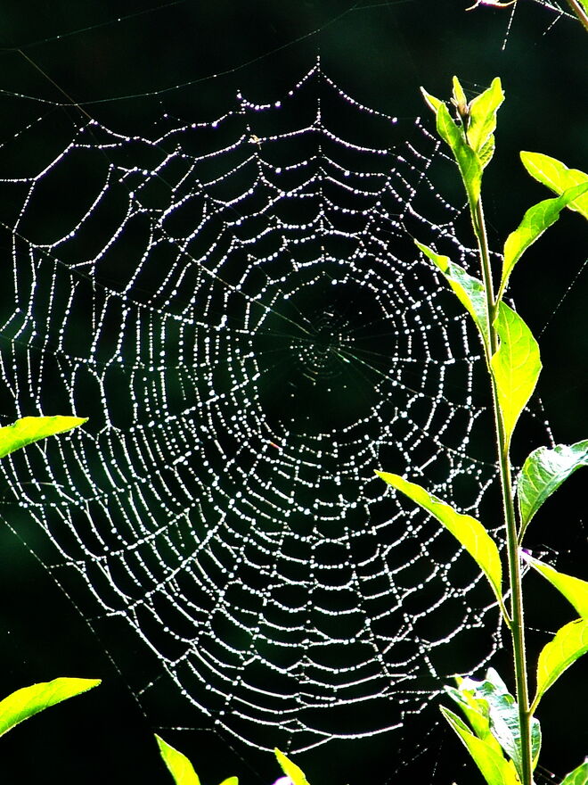 Spinnennetz am Morgen