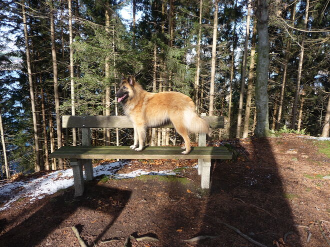 Waldspaziergang im Winter