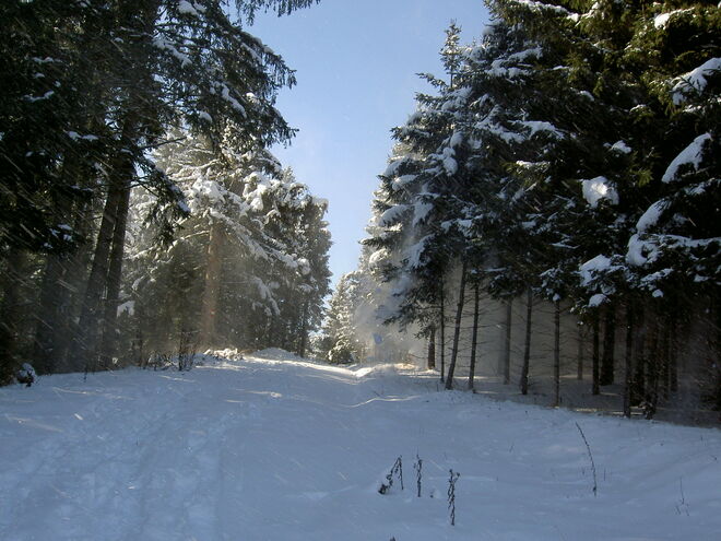 Winterwald