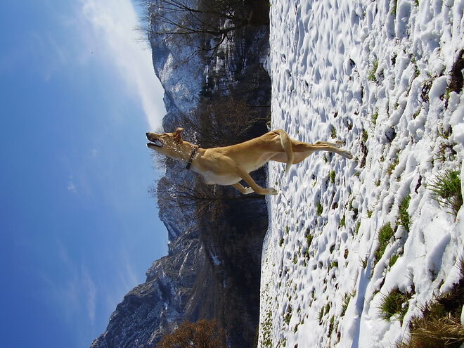 Luna beim Schneeballfangen