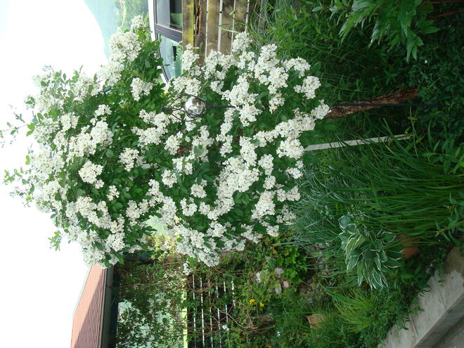 rosenbaum