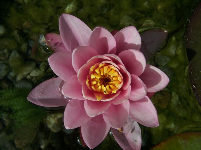 Heuer die erste offene Seerose auf