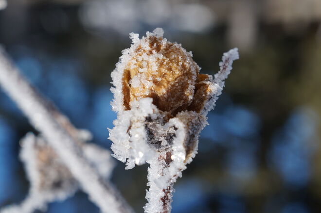 Winterrose