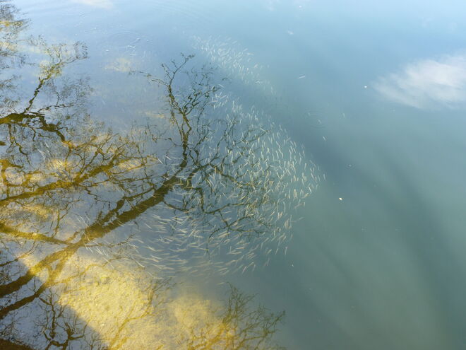 statt Blätter Fische am Baum ;-)