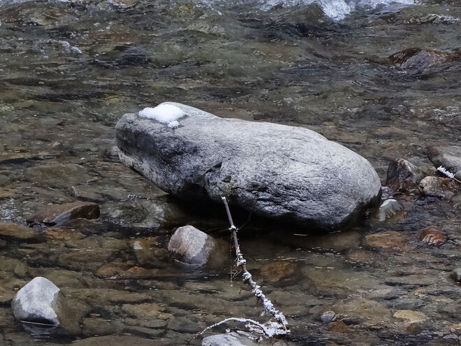 Das ist kein Frosch