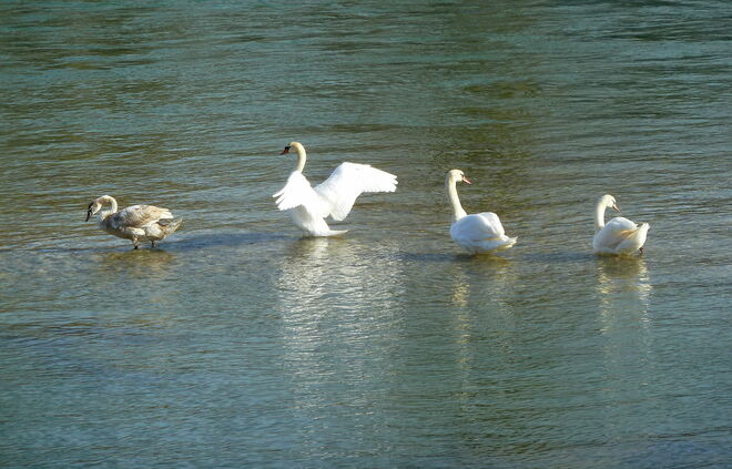 Leben im Wasser...