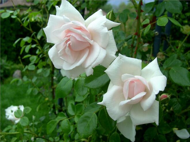 Traumrose New Dawn