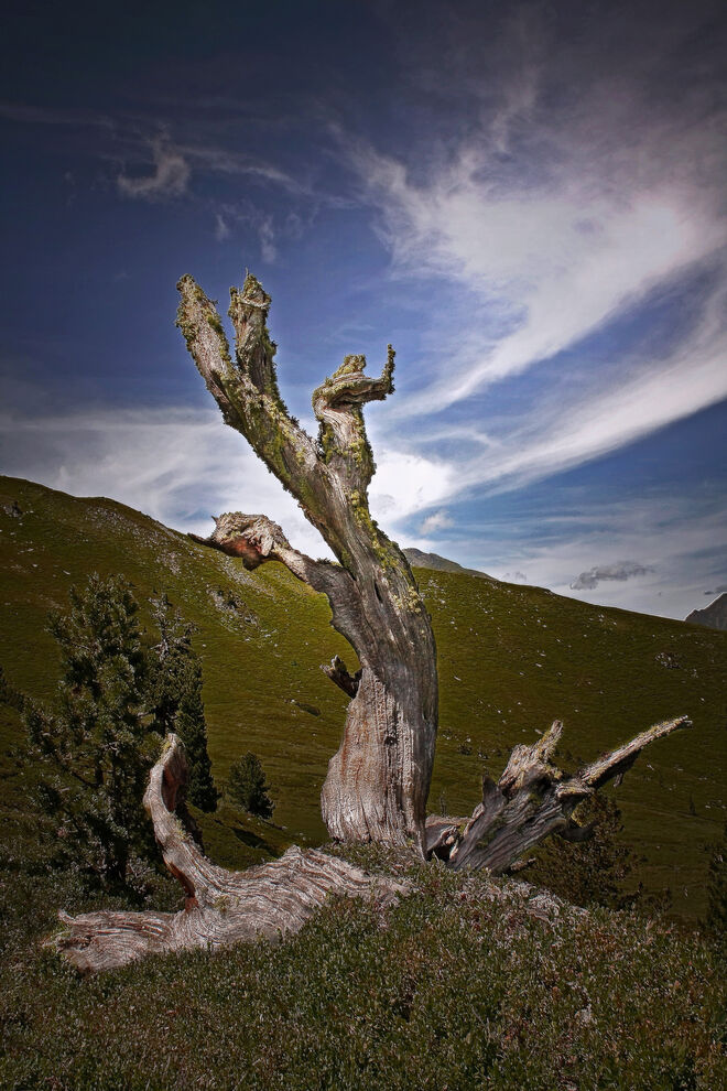 Ein Kunstwerk der Natur